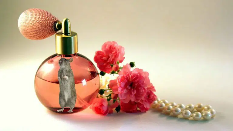 perfume bottle smell a rat idiom