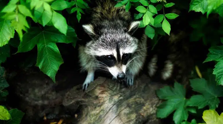 raccoon in the trees