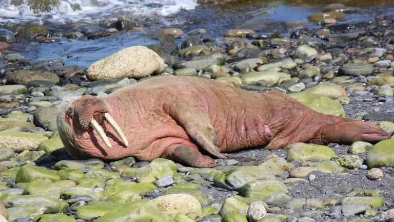 walrus on the coast of Scotland