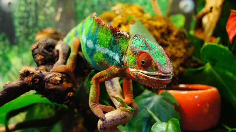 a pet chameleon in a terrarium