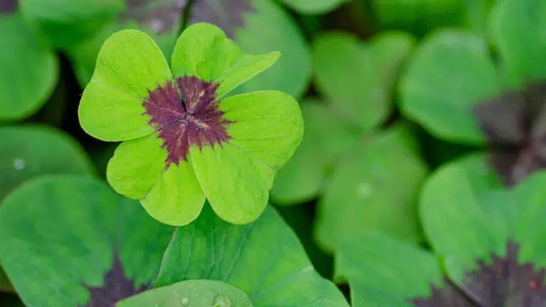 four leaf clover for good luck