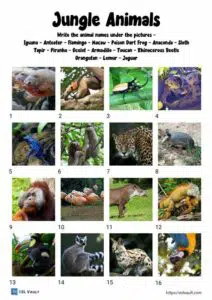 jungle animals worksheet