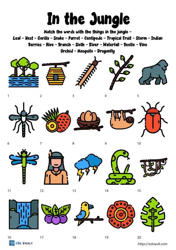 jungle vocabulary worksheet