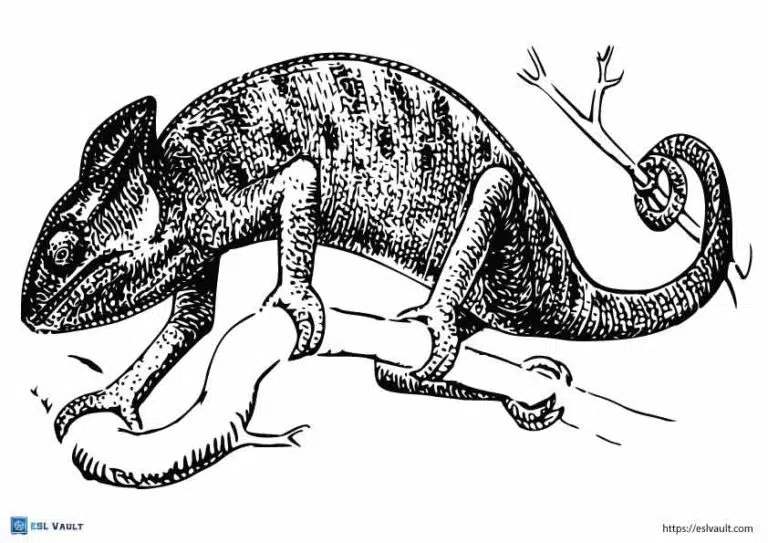 realistic chameleon coloring page 3