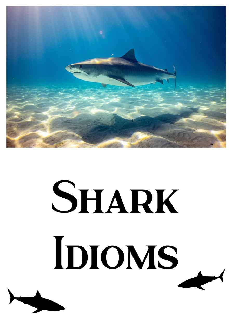 11 Interesting Shark Idioms ESL Vault