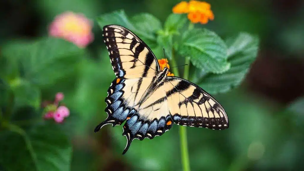 a butterfly in spring