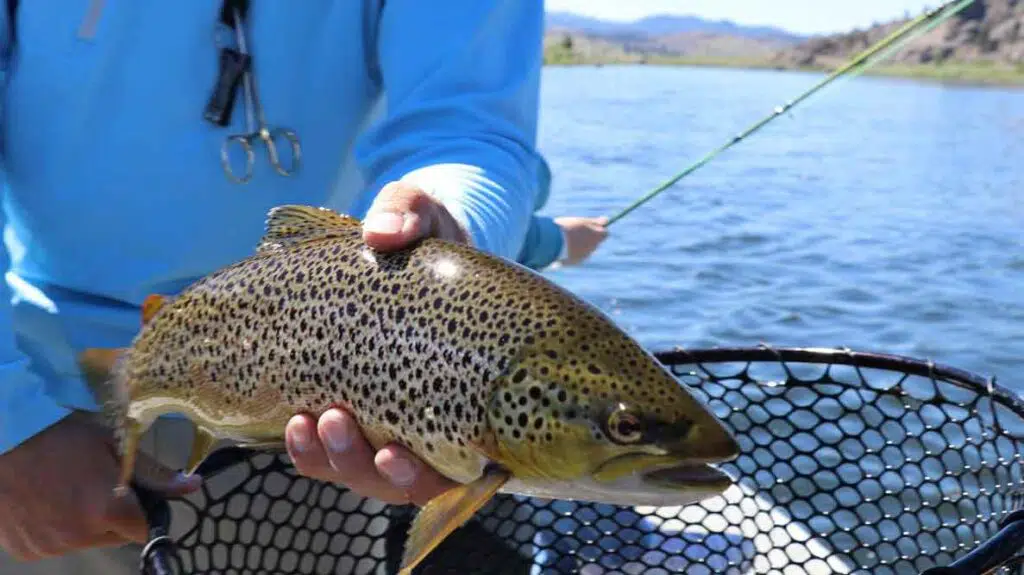 a fisherman with a trout
