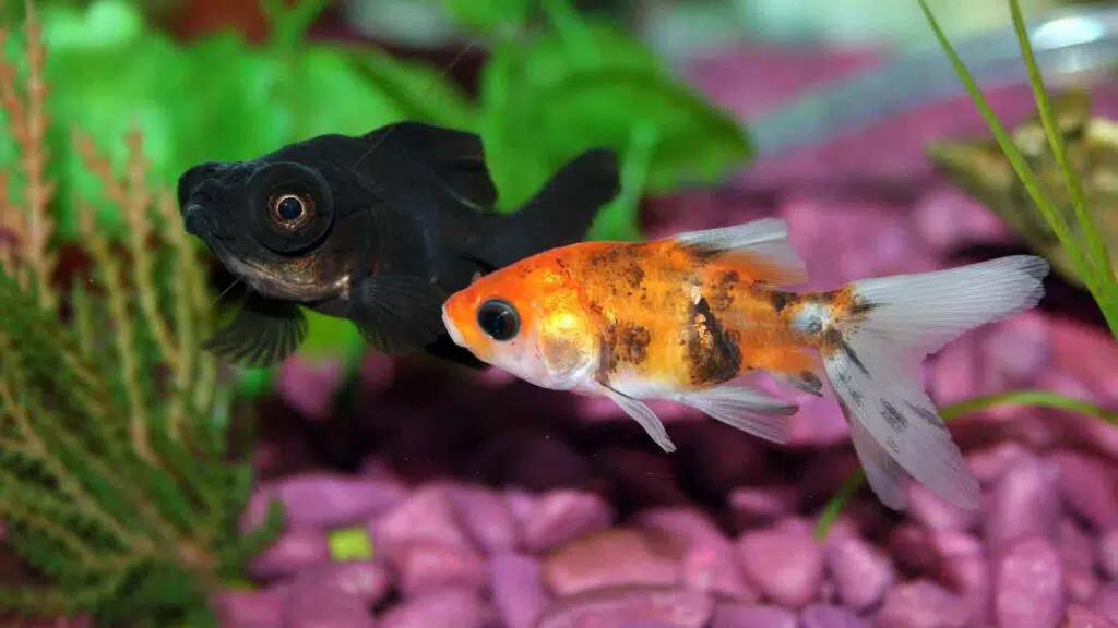 pet goldfish in an aquarium
