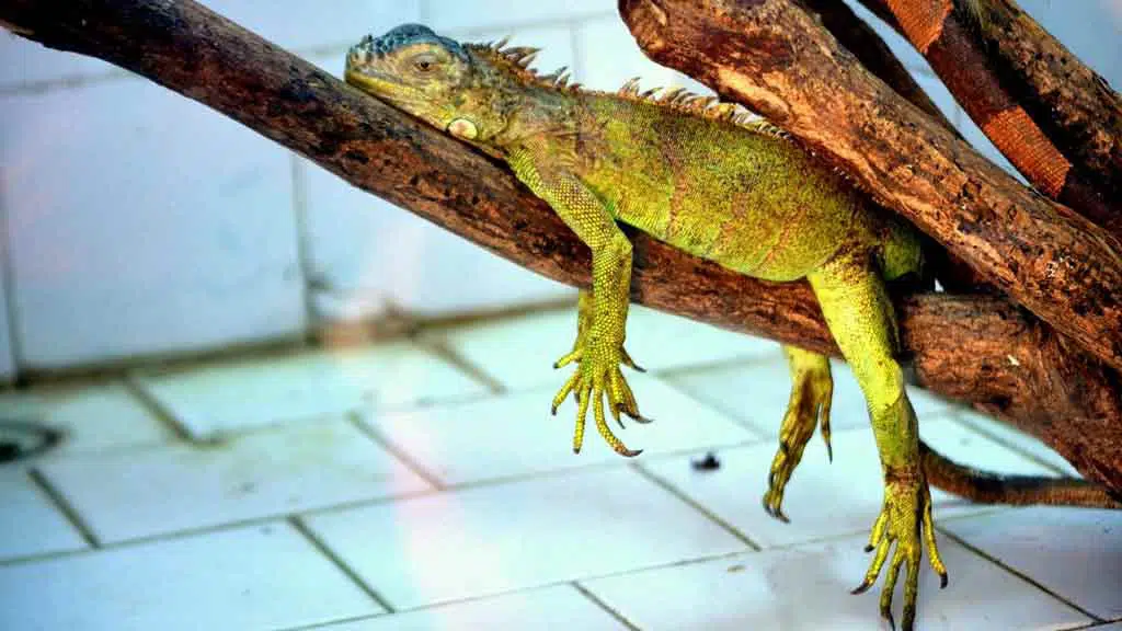 pet iguana on a log