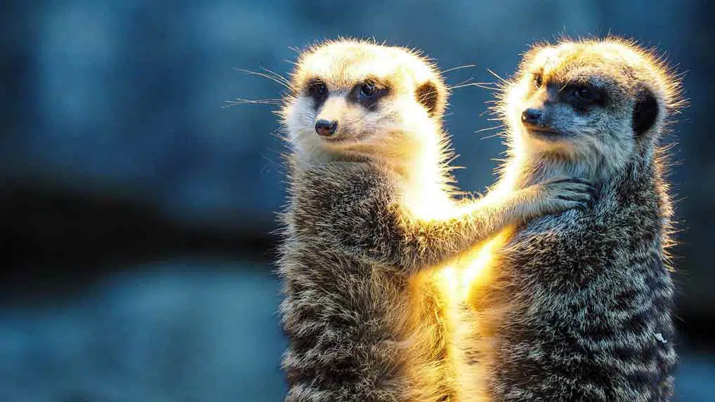 two meerkats in sunlight