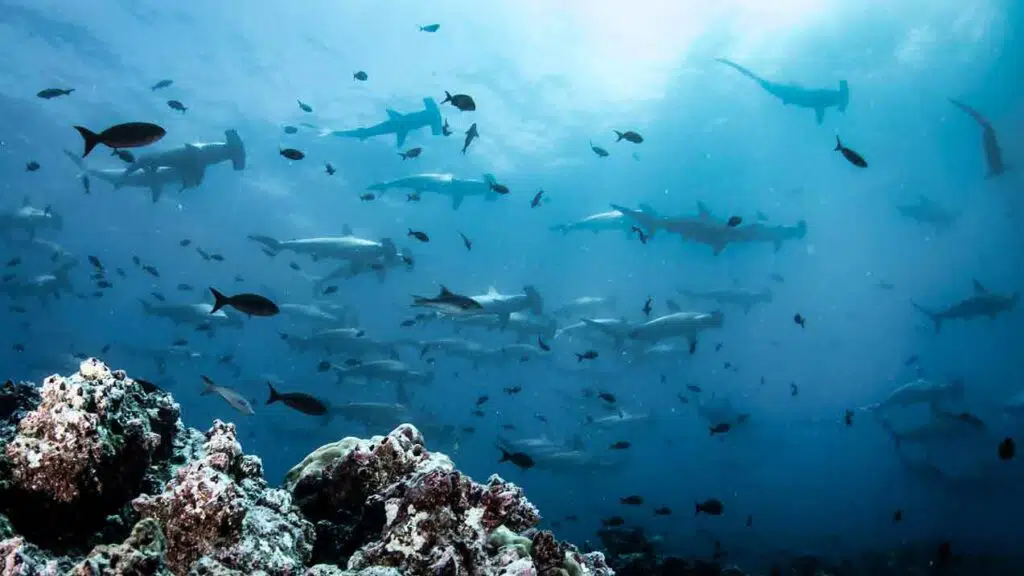 A school of hammerhead sharks