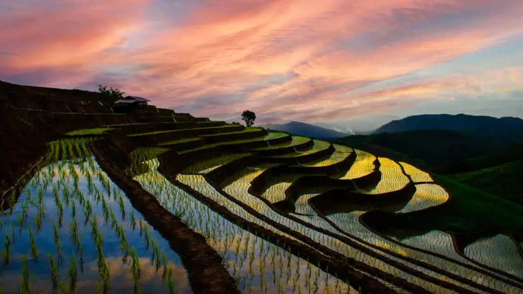 rice terraces at sunset