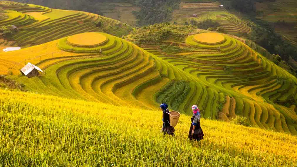 women walking in rice fields