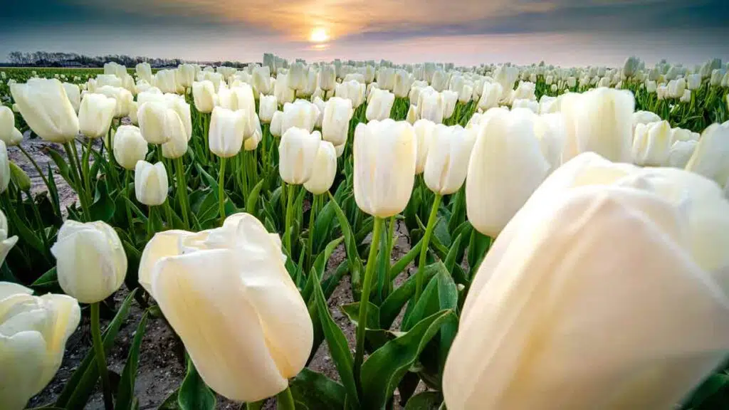 a field of white tulips and sunset