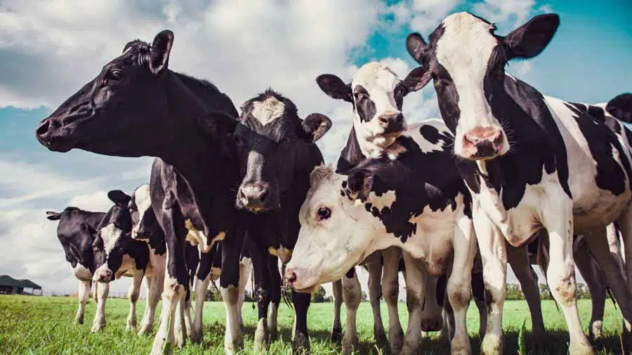 Holstein dairy cows on a milk farm