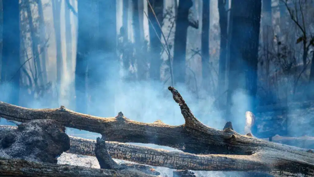 a burning rainforest fire