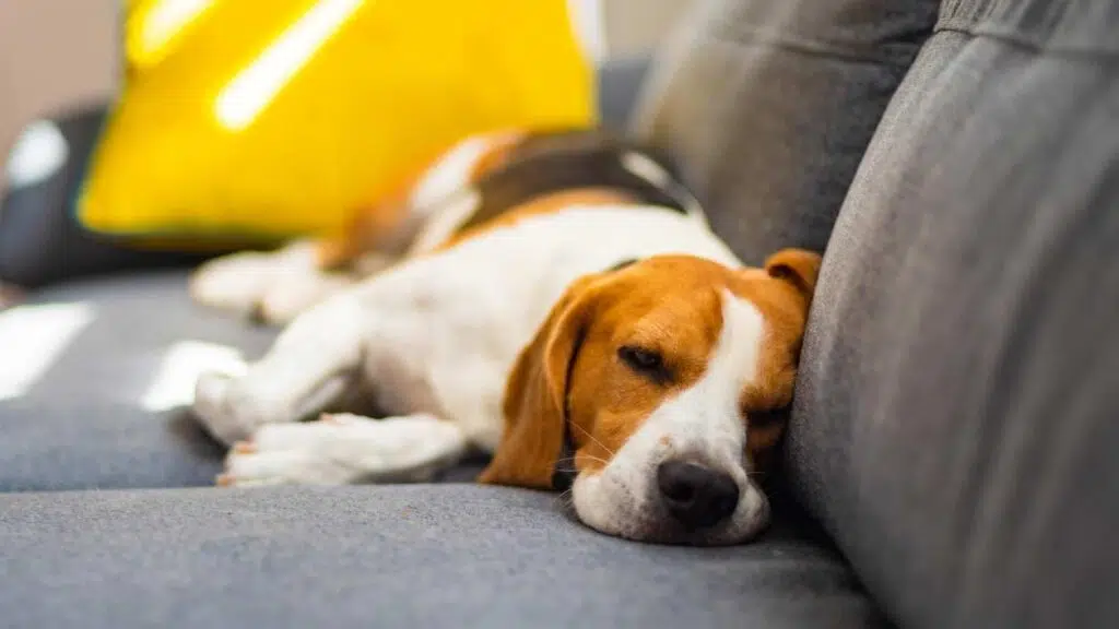 a dog sleeping in comfort