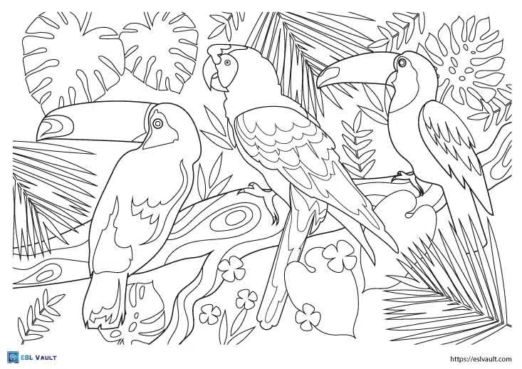 rainforest toucan flying coloring pages