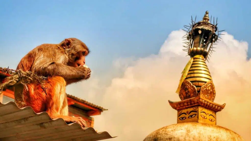 a monkey muching on mango