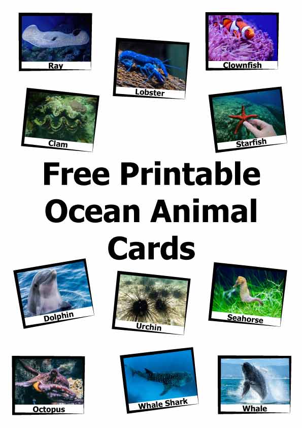 40 free PDF printable ocean animal cards - ESL Vault