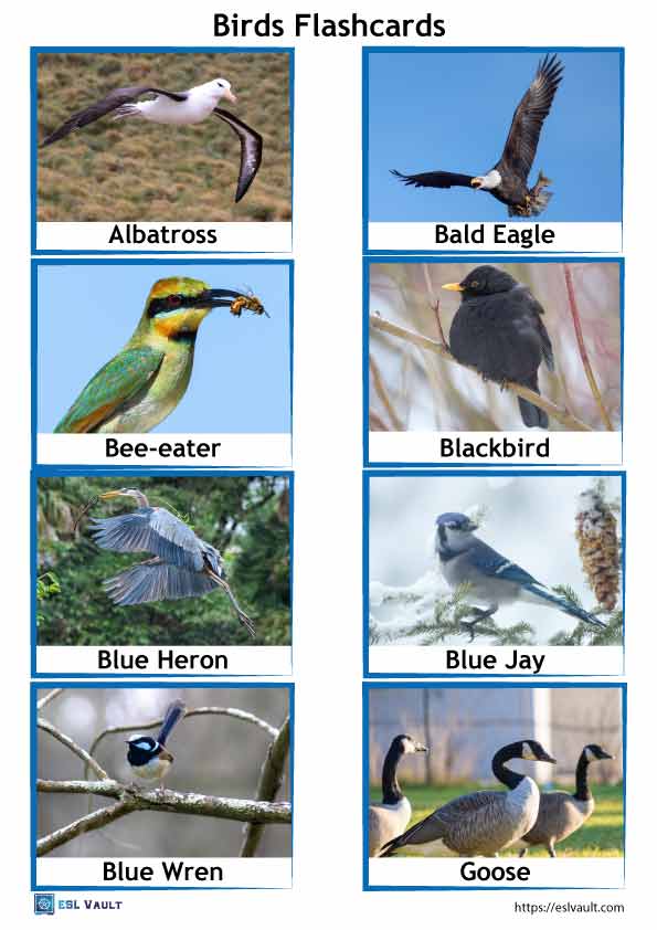 64 free printable PDF birds flashcards - ESL Vault