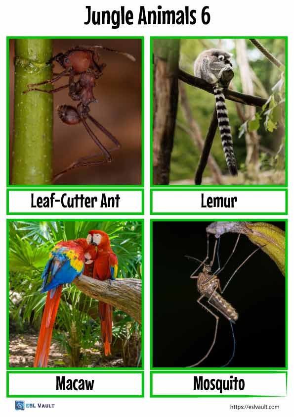 children's jungle animals flashcards 6
