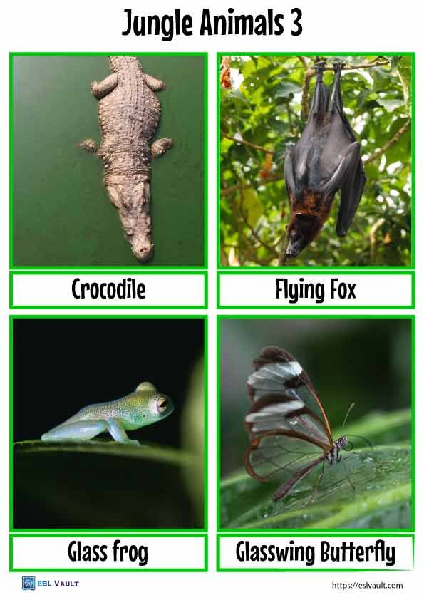 free jungle animals flashcards 3