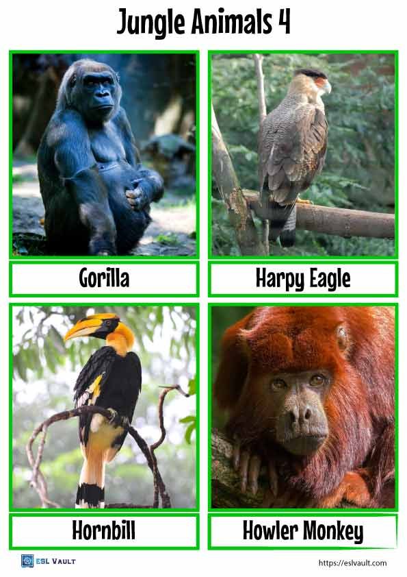 free jungle animals flashcards printable 4
