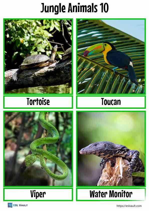 jungle animals flashcards 10