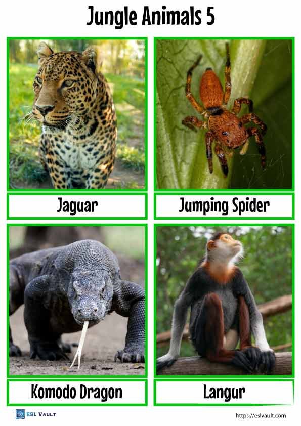 jungle animals flashcards 5