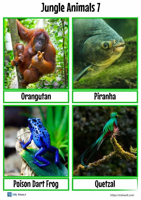 jungle animals flashcards pdf 7