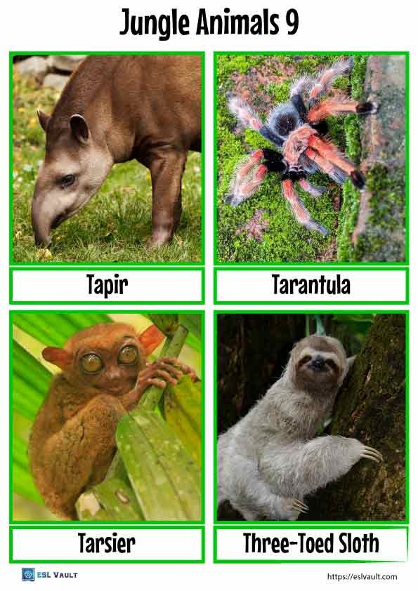 printable jungle animals flashcards 9