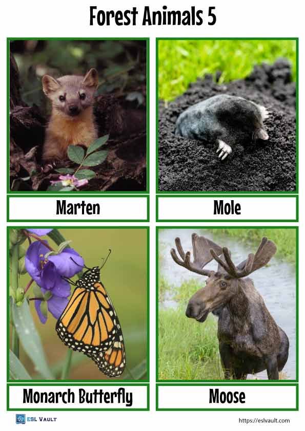 forest animals flashcards 5