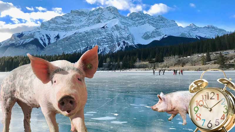 busier than a pig on ice