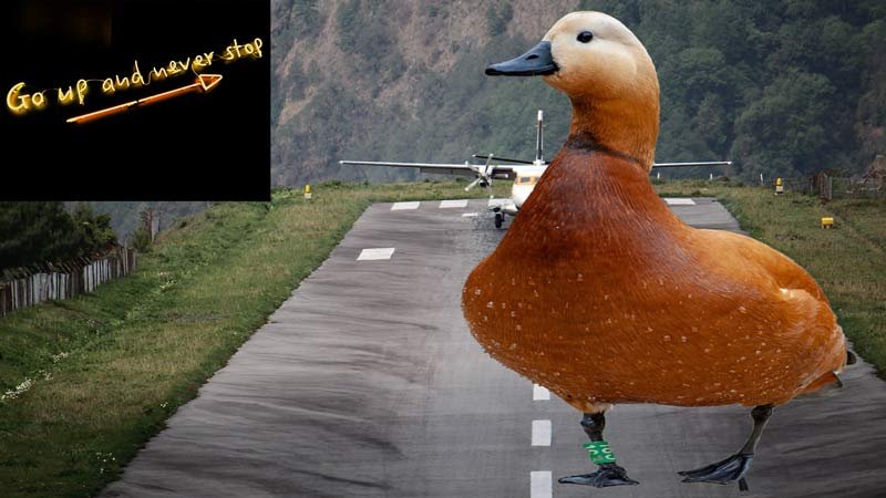 busier than the legs of a fat duck on a short runway
