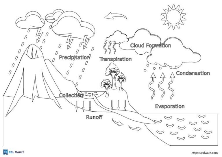 labeled water cycle coloring page