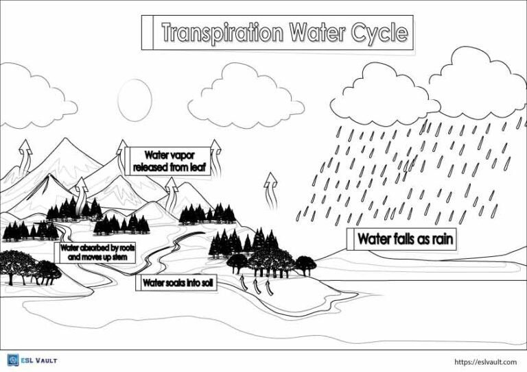 transpiration water cycle coloring page
