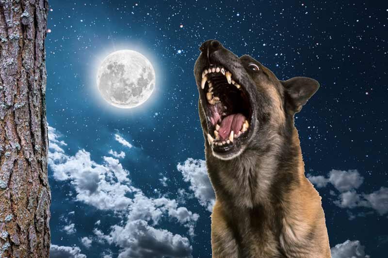 barking at the moon expression