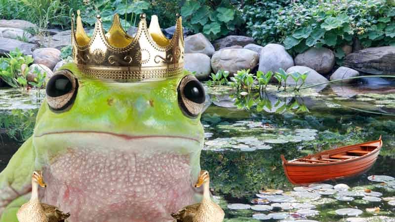 a big frog in a small storm