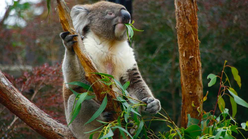 a koala eating gum leaves in a tree