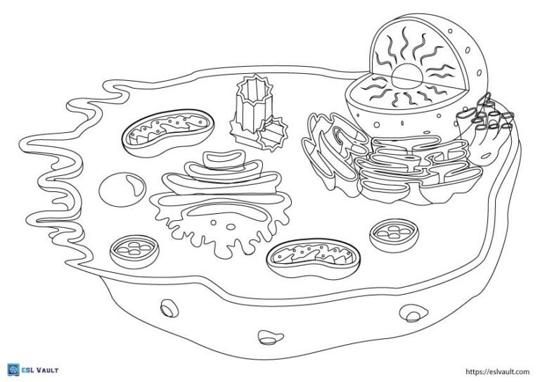animal cell coloring page pdf
