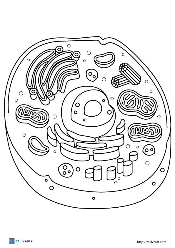 animal cell coloring worksheet