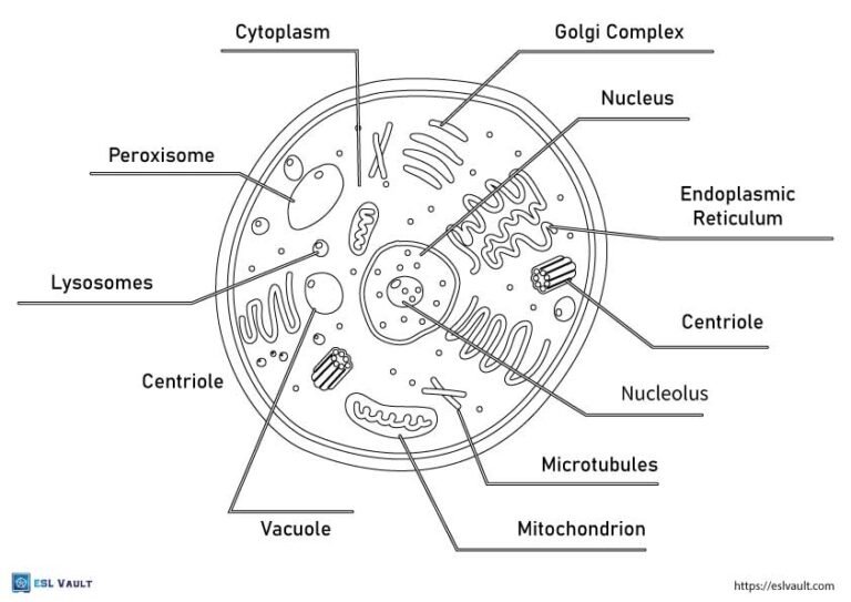 free animal cell coloring page labeled 2