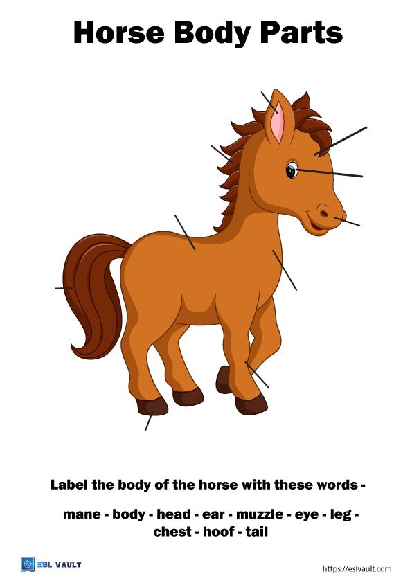 animal anatomy worksheets pdf horse