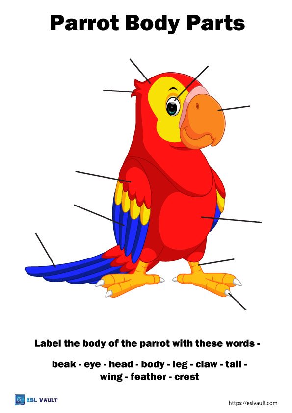 animal anatomy worksheets pdf parrot