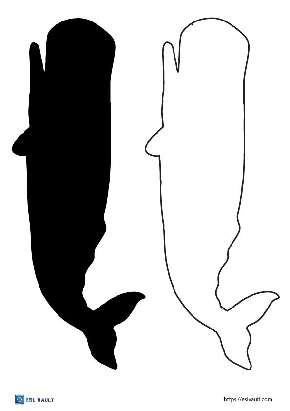 sperm whale templates